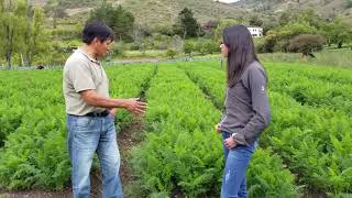 Entrevista sobre el cultivo de zanahoria [upl. by Nellir]