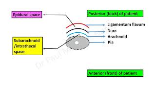 Opioids in Spinal and Epidural Analgesia [upl. by Colleen]