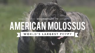 AMERICAN MOLOSSUS THE WORLDS LARGEST PUPPY [upl. by Eiramac]