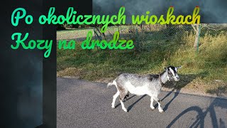 Po okolicznych wioskach kozy na drodze 10092024 [upl. by Eihctir155]