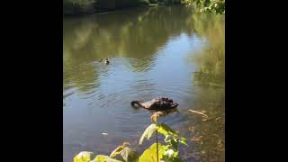 Ducks on the pond at Dimmingsdale [upl. by Arahs]