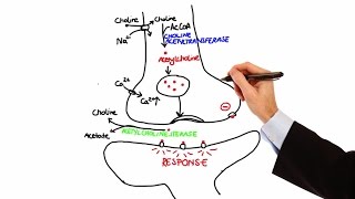 Pharmacology  CHOLINERGIC DRUGS MADE EASY [upl. by Akenihs]