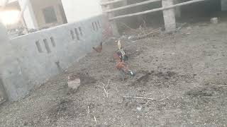 A cock and hen were squabbling in the yard Roster and Hen fight he fowl clashed in a lively contest [upl. by Mukerji535]