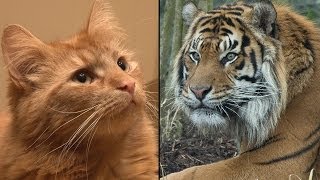 Is your cat like a tiger [upl. by Bagger]