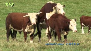 Hereford cattle  Veluwe  Grote grazers op de Posbank [upl. by Sert]