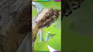 The differences between bees wasps and hornets wasps bees hornets short [upl. by Zealand]