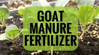 Will Goat Manure Grow Vegetables [upl. by Airdnaz]