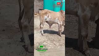 Pure Cholistani Pink Nose Bachra farmanimals like babyanimal trendingshorts animals cow farm [upl. by Hadihsar384]