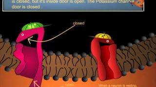 BrainU Cartoon The Action Potential [upl. by Enovahs]