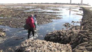 Vidéo sur lîle de Ré  Sauvons lestran de lîle de Ré [upl. by Uriisa]