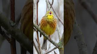 Yellowhammer Calling  Bird Sounds shorts [upl. by Arimaj]