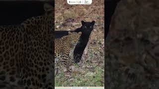 Black Panther amp Leopard  Kabini Wildlife Sanctuary  Amrit Mahotsav [upl. by Adia]