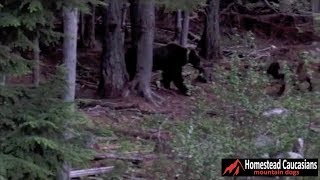 Caucasian Ovcharka chases grizzly bear out of our yard [upl. by Ila]