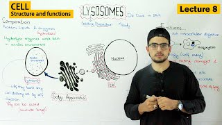 lysosomes structure and function  Video 8 [upl. by Oilcareh483]