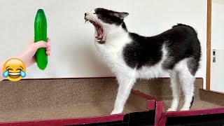 Guilty Dog and cat is so funny😹🐕Try Not to Laugh😺2024 [upl. by Rolyat]