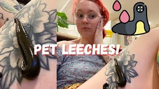 Pet Leeches Feeding them for the First Time blood not shown [upl. by Laleb699]