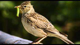 Skylark Bird Call Bird Song [upl. by Ardnod]