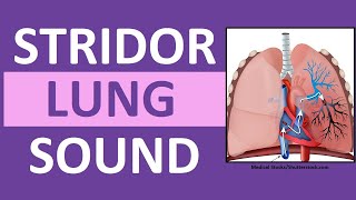 Stridor Sound Breathing Sounds Abnormal Lung Sounds [upl. by Ihsoyim]