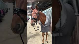 Feierst du Karneval a ja 🤩​ royalhorsemen equestrian horses [upl. by Niwrud]