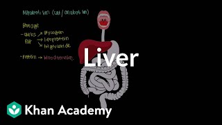 Liver  Gastrointestinal system physiology  NCLEXRN  Khan Academy [upl. by Leumel]