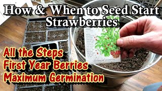 How amp When to Start Strawberry Seeds Indoors for Maximum Germination amp First Year Berry Production [upl. by Heilman]