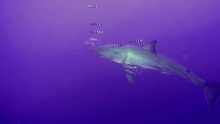 Great White Shark with Pilot Fish at Guadalupe Island [upl. by Onailime160]