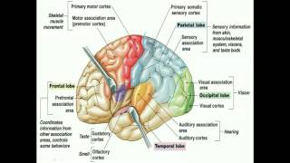 CNS Pathology  Edema hydrocephalus and herniation  By Bayan Ayyad [upl. by Geoffry]