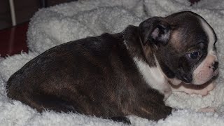 Are Boston Terriers Prone to Certain Neurological Conditions [upl. by Revell228]