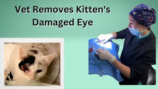 Veterinarian performs transpalpebral enucleation on kitten and adopts him [upl. by Katheryn]