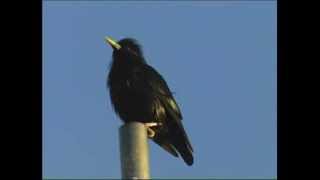 Etourneau unicolore Spotless Starling  Einfarbstar  sturnus unicolor [upl. by Einal]