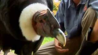 Revisit the worlds biggest flying bird the Andean Condor [upl. by Refeinnej]