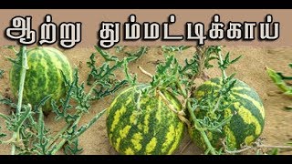 citrullus colocynthis ஆற்று தும்மட்டிக்காயின் வைத்தியம் [upl. by Chamberlin]