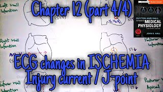 ECG changes in ischemiainfarction chapter 12 part 44  Guyton and Hall text book of physiology [upl. by Perreault]