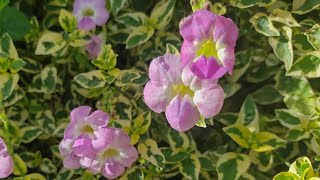 Coromandel Asystasia Gangetica uma planta linda e de fácil cultivo [upl. by Idnam]