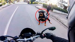 Angry Dogs Vs Cars amp Fearless Bikers 🌟 Dogs ATTACKS 🔥 Ep 1 [upl. by Hauser]