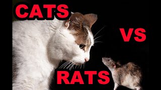 The Truth About Cats and Rats [upl. by Anilegnave]