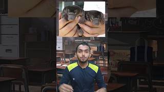 Egg Laying Mammals  Platypus facts biology education shorts [upl. by Uthrop]