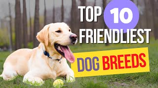 Top 10 Friendliest Dog Breeds [upl. by Lered549]