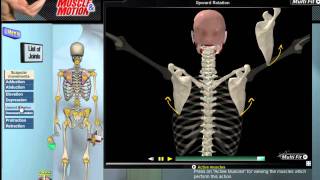 How Scapular Movement Works 3D Anatomy amp Diagrams [upl. by Loraine362]