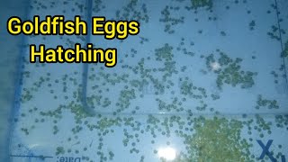 Goldfish eggs Start Hatching ll New goldfish Fry ll Goldfish breeding day 3 [upl. by Flower683]