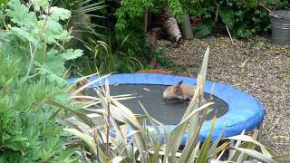 Four baby foxes playing on trampoline [upl. by Aurelie]