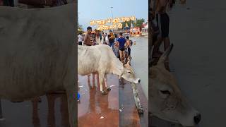 गौ माता ने मूर्ति को गंगा जी में अर्पित किया । bholenath mahadev haridwar gaumata ytshort [upl. by Lotta414]