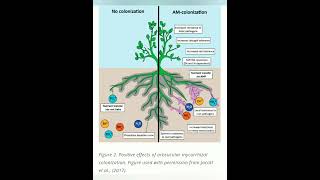 Arbuscular Mycorrhizal fungi AM FUNGI [upl. by Philbert541]