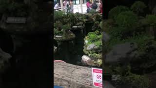 Hundred Island Koi and Bonsai Garden Alaminos City Pangasinan Philippines [upl. by Joya]