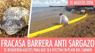 Fracasa barrera anti sargazo en Playa del Carmen [upl. by Hniv]