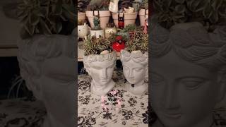 Transplante de aeonium 🪷💚suculentas succulent cactuslove aeonium viralshorts viralvideo [upl. by Mariska]