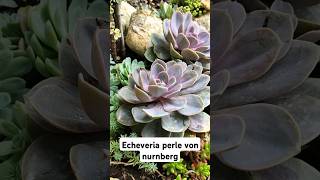 Echeveria Perle Von Nurnberg suculentas echeveria [upl. by Laureen52]