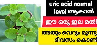 uric acid എങ്ങനെ പൂർണമായും മാറ്റം  Home Remedy treatment for uric acid  uses of panikoorkka leaves [upl. by Shelah]