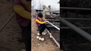 😱நெருப்புக் 🐓கோழி முட்டையை எடுப்பது 😨 Picking up fire chicken eggs fire chicken egg 🥚 [upl. by Alon]