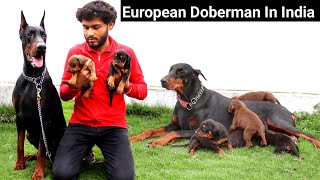 European Doberman ने बदल दी इस युवा की किस्मत  European Doberman In India  Doberman Lover [upl. by Peddada]